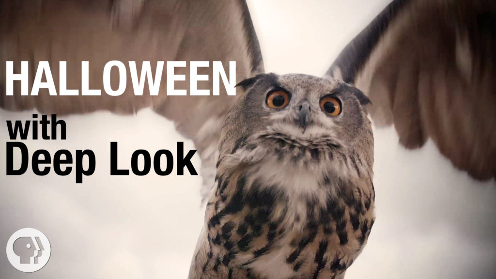 Halloween with Deep Look image of an owl with outstretched wings