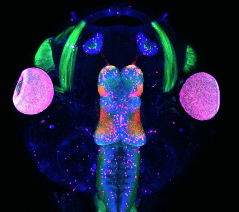 A black background with fluorescent scientific image, including 2 big pink circles, green arcs, and blue shapes that have tiny pink dots in them