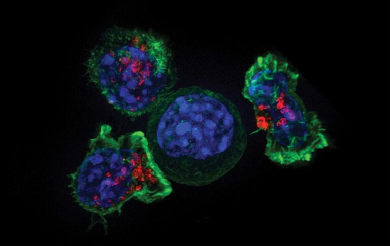 T Cells