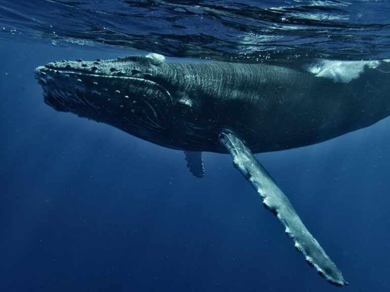 Humpback whale underwater